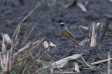 20121108_Oosterse Zwarte Roodstaart_Rolde